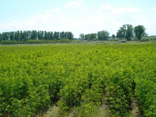 Puieti forestieri frasin, stejar, gorun, fag, carpen,  paltin, brad et