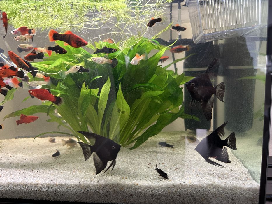 Acvariu complet echipat