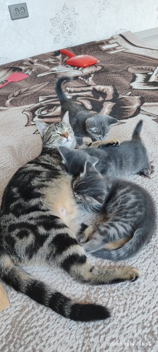 Otdam darom tekinga mushuk bolasi faqat  yahshi boqadigan odamga