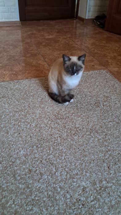 Отдам сиамскую кошечку