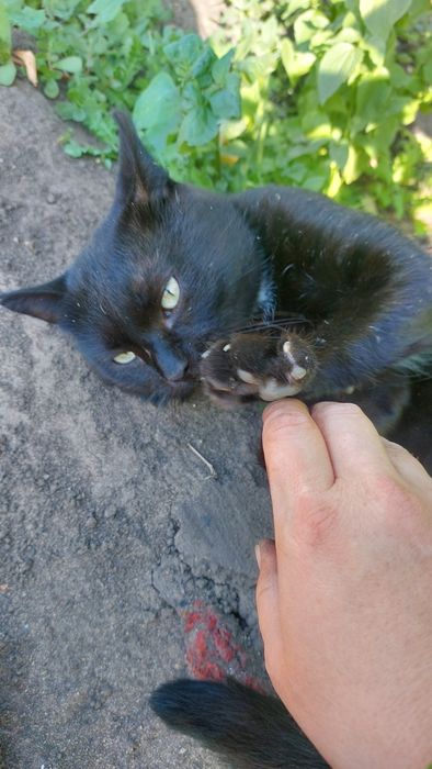 Отдам кота мышелов