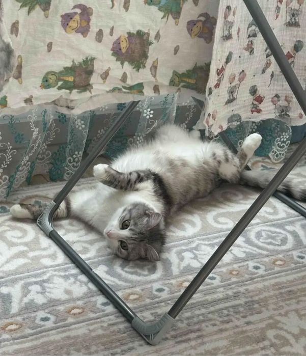 Отдам кота в хорошие руки