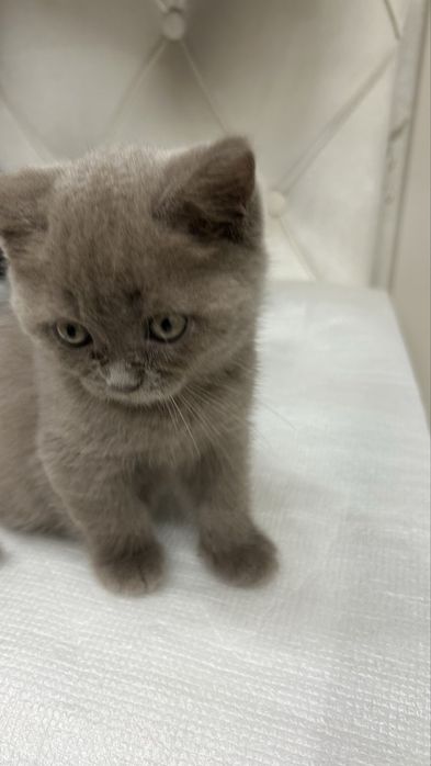 Продается котенок 2-х месячный