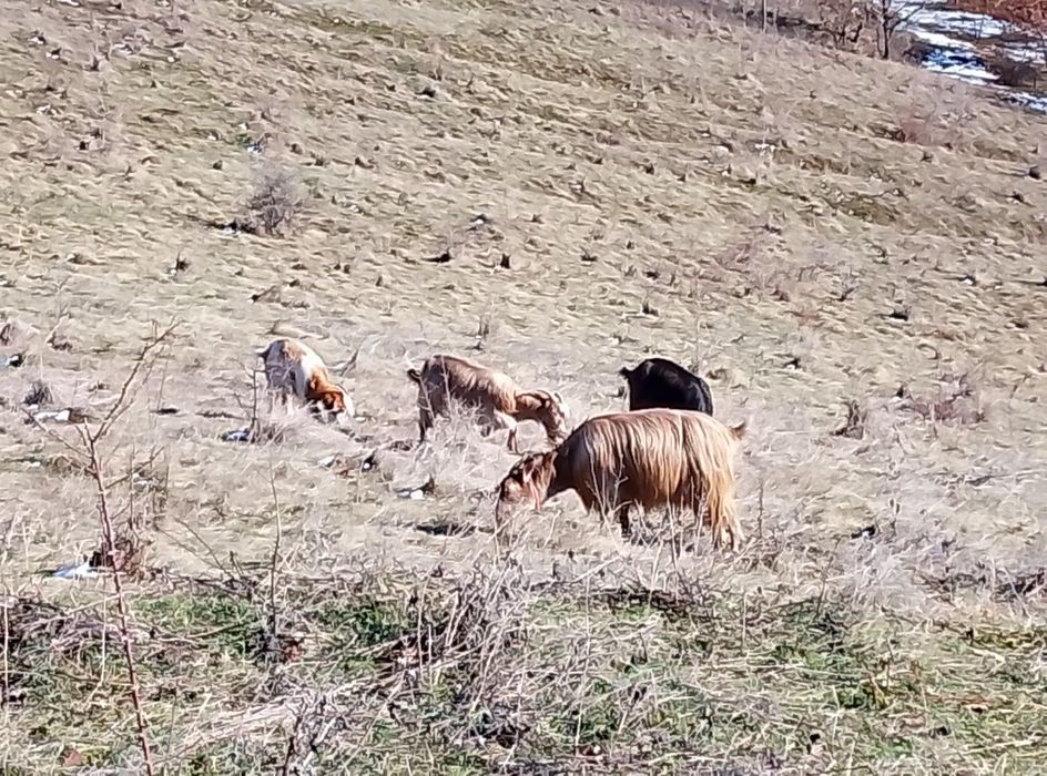 Vând turmă de capre