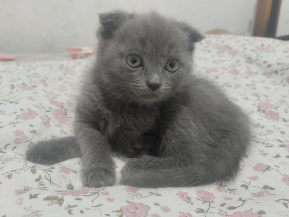 Котёнок вислоухая девочка