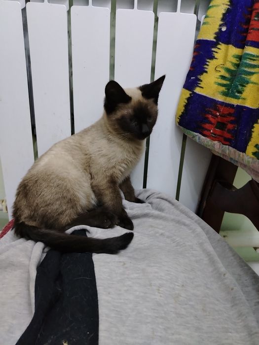 Мысық тегін беремін