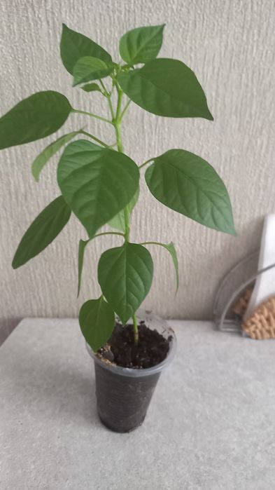 Продам комнатный горький перец