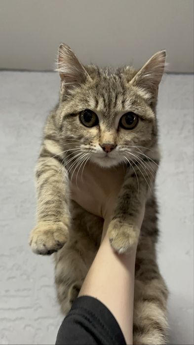 Котенок 3 месяца