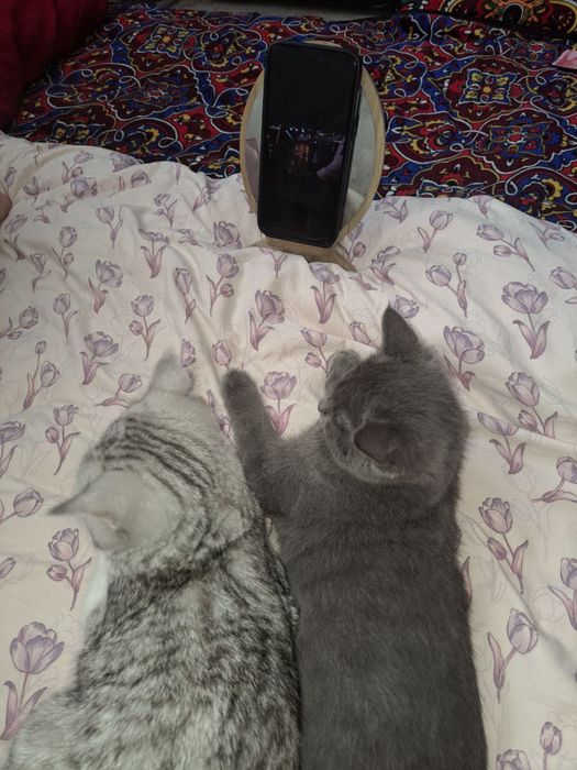 Srochna sotiladi.olmasela bezovta qimela. Oq mushuk sotiladi