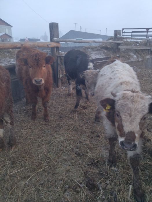 Продам телки подсосные жирные