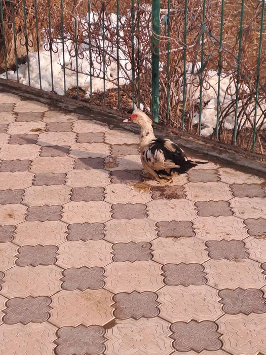 Индоутка қораздары