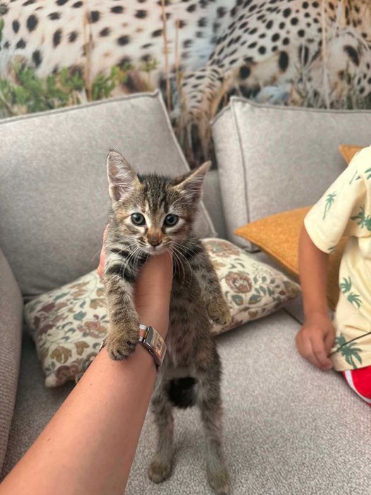 коте момиченце на 2 м. търси дом