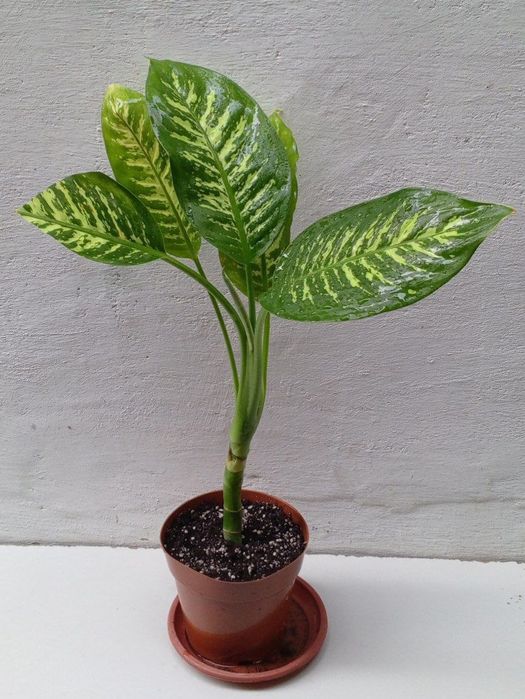 Диффенбахия Тропик Сноу.  Экзотические цветы для дома и офиса