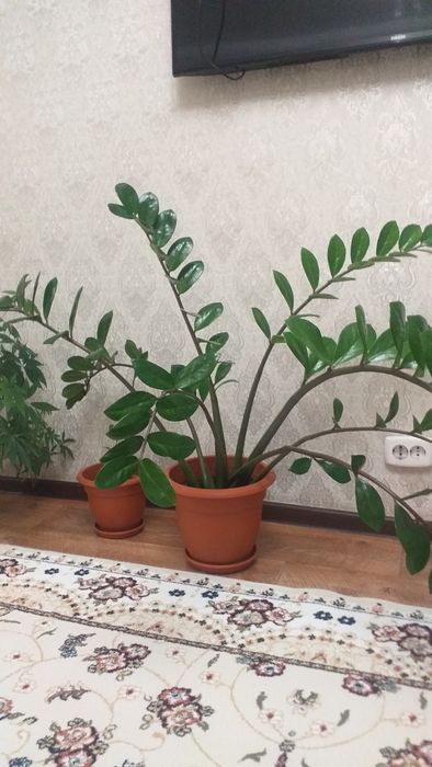 Цветы комнатные. красивые