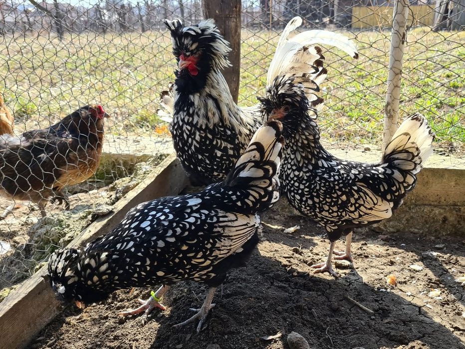 Oua incubație paduana argintie