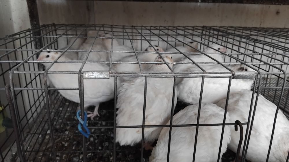 Pui Prepelite ouătoare 4 și 7 săptămâni