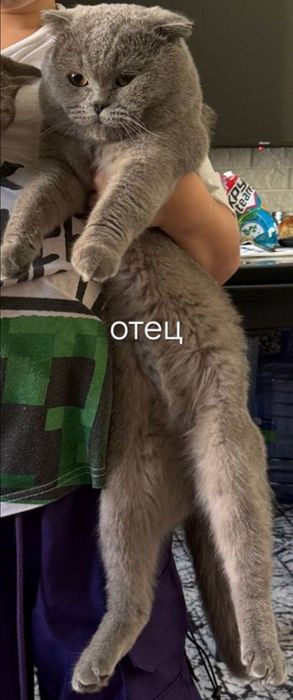 Скоттиш фолд 3 месяца девочка