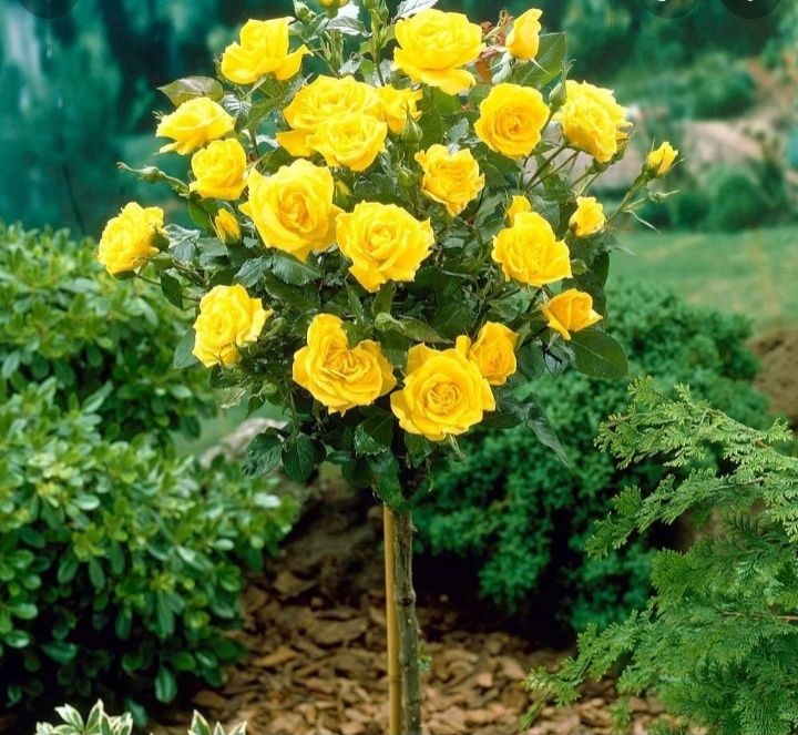 Продам розы штамповые