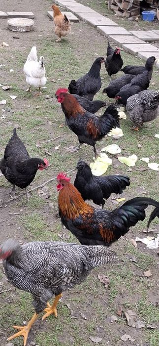 Vând cocosi rasa :Marans,Playmount Rock Barat,Vorwerk