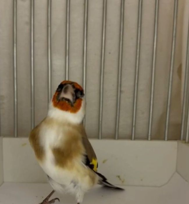 Sava kokil, Сава кокил