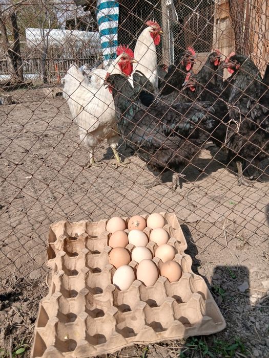 Инкубационные яйца джерси гигант