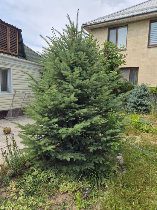 Елка 3 метра, ель колючая (Picea pungens)