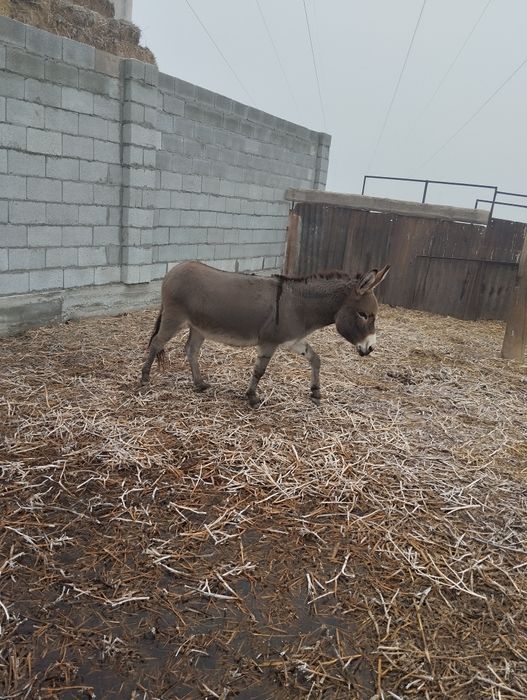 Есек сатылады урғашы