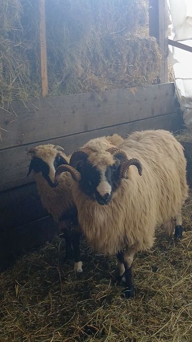 Vând berbec strămior