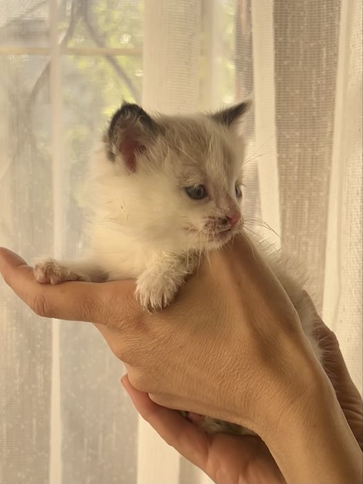 Котята мальчики очень красивые
