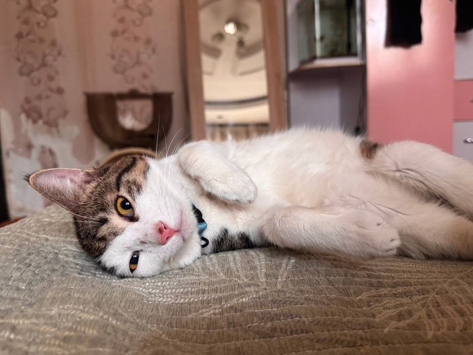 Добрым и ответственным людям замечательного котика