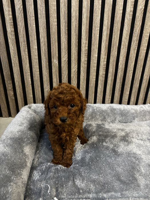 Той пудел момиче и момче