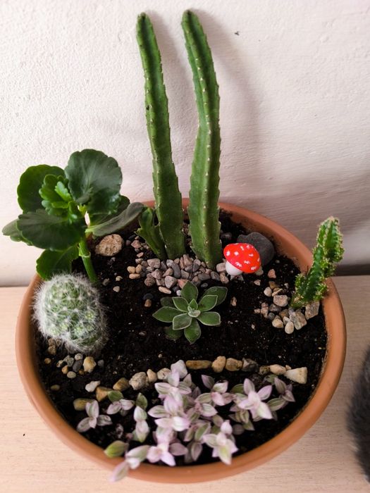 Кактусы для компьютера- стильно и полезно!