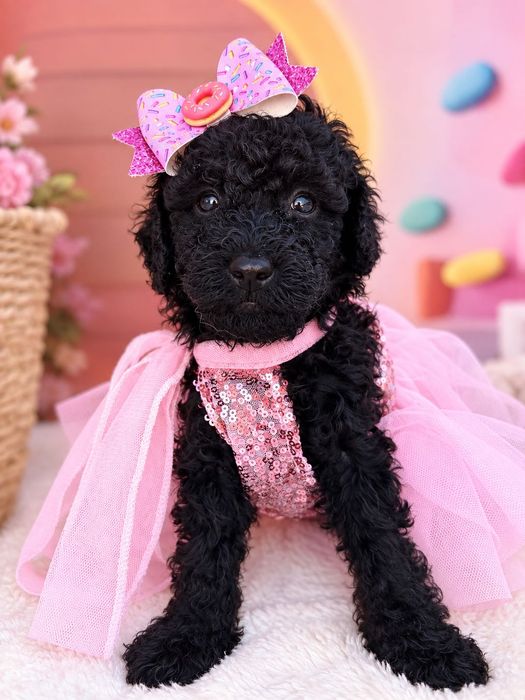 Poodle Mini/Пудел Мини