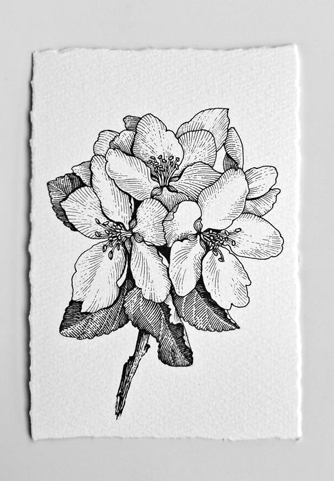 Нежни графични рисунки на цветя – ръчна изработка