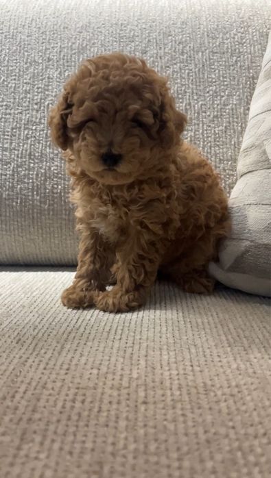 Той пудел -  тий къп