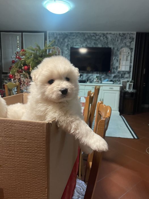 Catelusi rasa samoyed