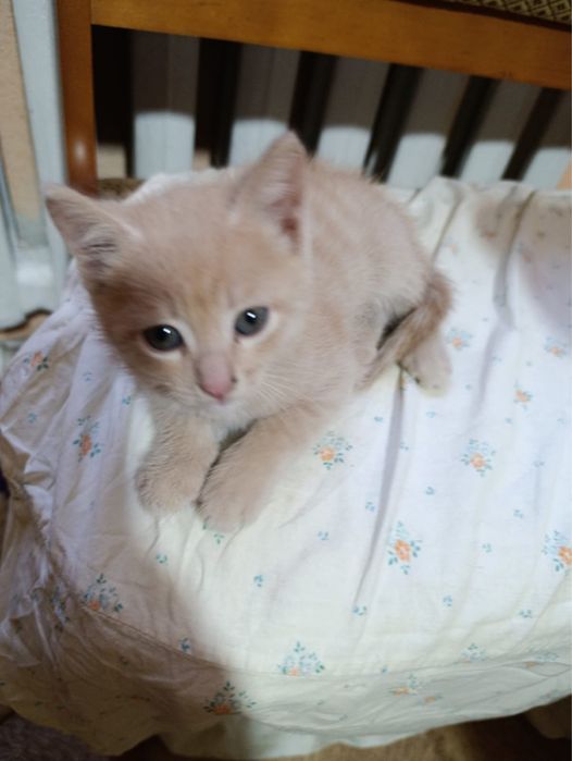 отдаем котят в добрые руки