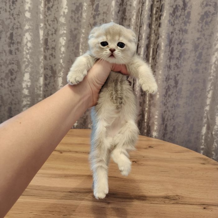 Шиншилла Скоттиш Фолд ay25