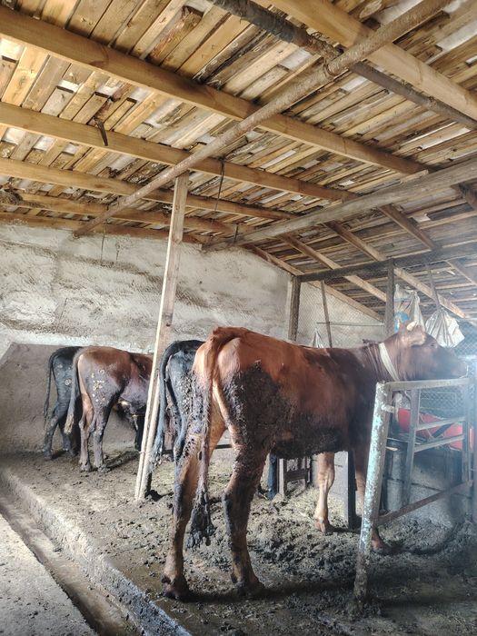Продам бычков с откорма