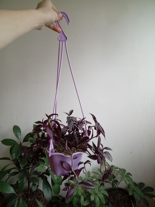 Живое украшение интерьера — фиолетовая традесканция в подвесном кашпо