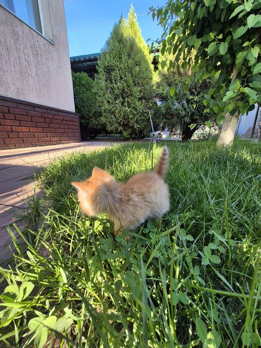 Рыжий котёнок,  мальчик
