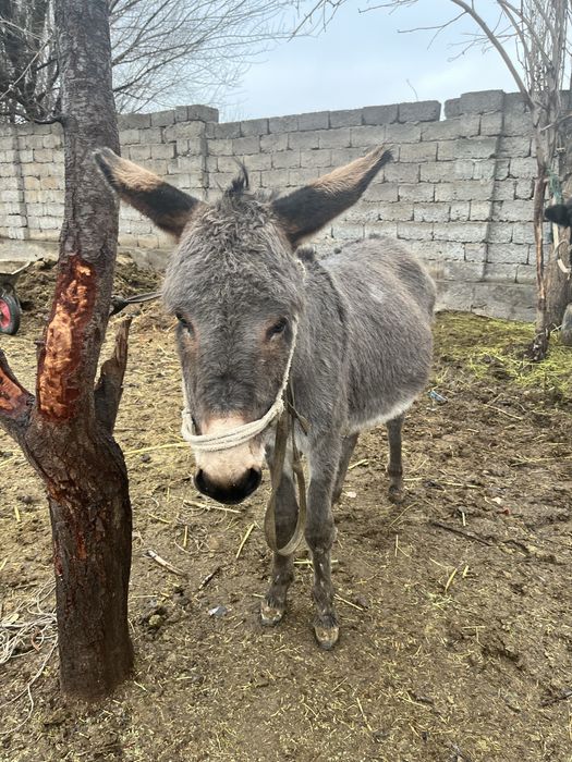 Есек бар сатылады