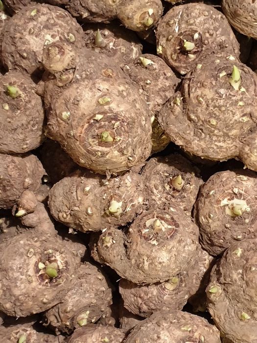 Bulbi cale de gradina - Zantedeschia