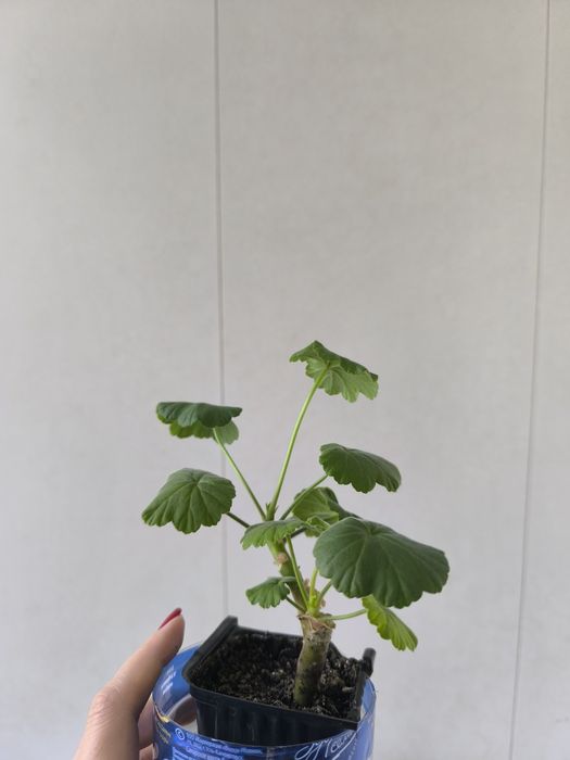 Укоренённые черенки красной Герани