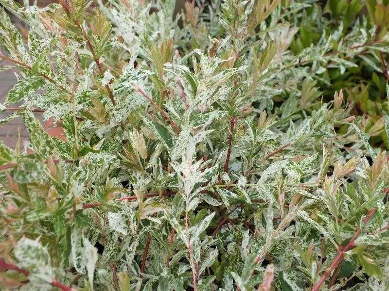 Salcie creata Salcie japoneza salix integra sau plangatoare