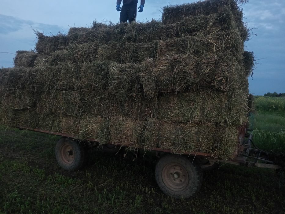 Baloți de lucernă