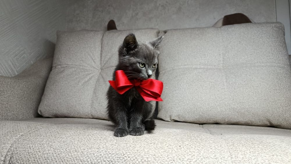 Котенок в добрые руки Срочно!!