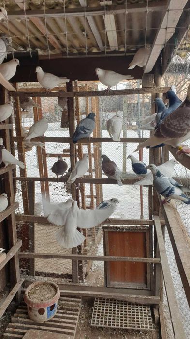 Ocazie! Vand porumbei voiajori albi si de concurs, deparazitati!