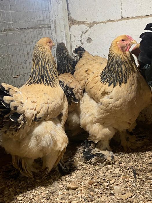 Брама брама куры