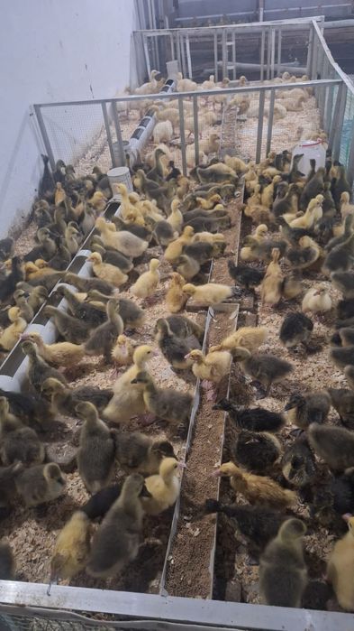 Гуси губернатор 4 дневный